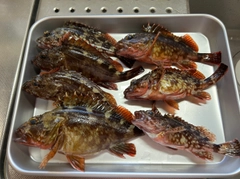 カサゴの釣果