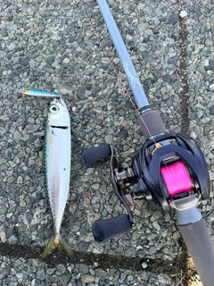 サバの釣果