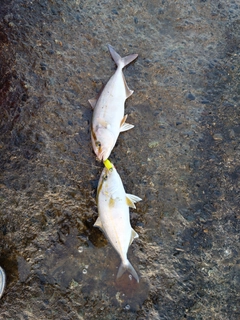 シオの釣果