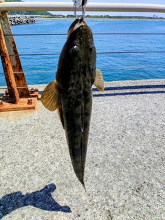 マゴチの釣果