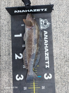 アブラコの釣果