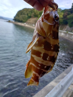 アカハタの釣果