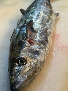 サワラの釣果