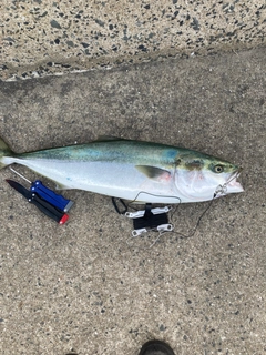 ブリの釣果