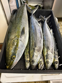 メジロの釣果
