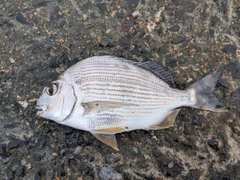 ヘダイの釣果