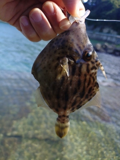 カワハギの釣果