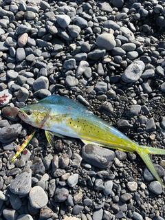 シイラの釣果