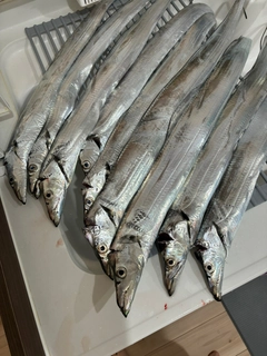 タチウオの釣果