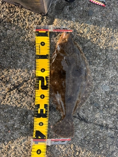 ヒラメの釣果