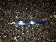 タチウオの釣果
