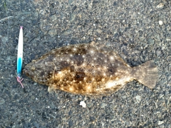 ヒラメの釣果