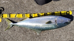 ブリの釣果