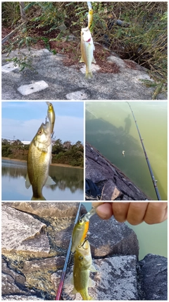 ブラックバスの釣果