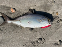 ショゴの釣果