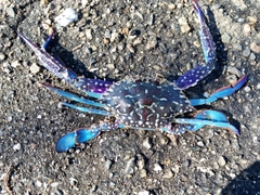 タイワンガザミの釣果