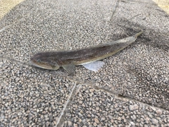 エソの釣果