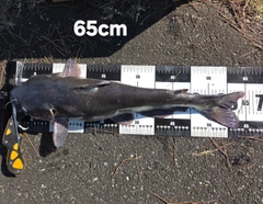 アメリカナマズの釣果