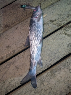 ニゴイの釣果