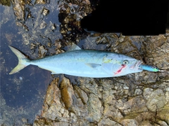 ワラサの釣果