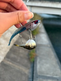 クサフグの釣果