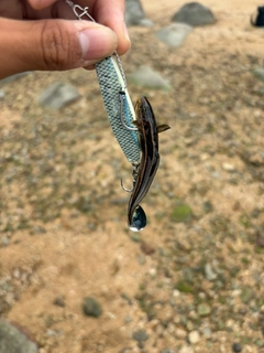 ゴンズイの釣果