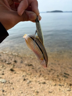 ベラの釣果