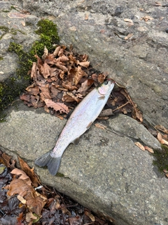 ニジマスの釣果