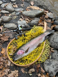ニジマスの釣果