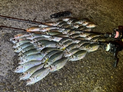 アジの釣果