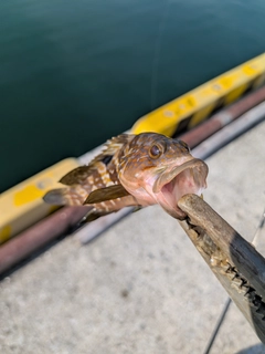 キジハタの釣果