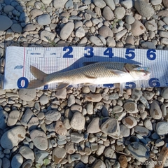 ニゴイの釣果