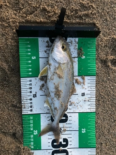 ショゴの釣果