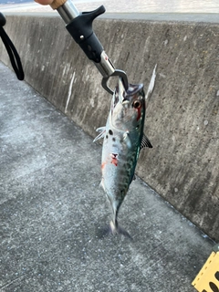 スマガツオの釣果
