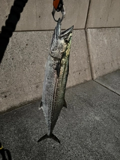 サワラの釣果