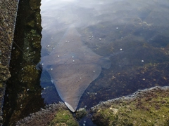 ナルトビエイの釣果