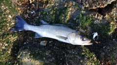 セイゴ（マルスズキ）の釣果