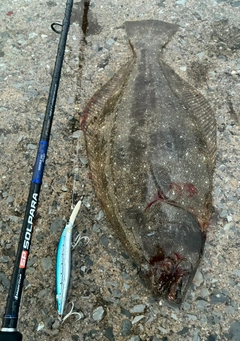 ヒラメの釣果