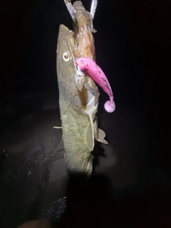 ナマズの釣果