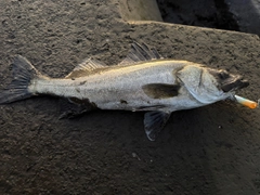 シーバスの釣果