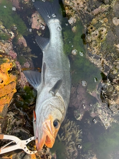 ヒラスズキの釣果