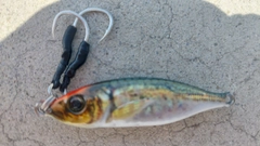 エソの釣果