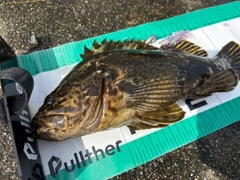 タケノコメバルの釣果