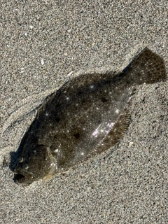 ソゲの釣果