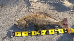 ヒラメの釣果