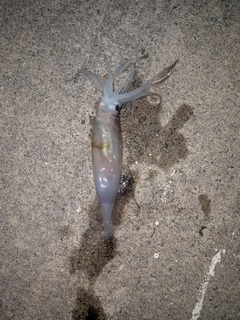 スルメイカの釣果
