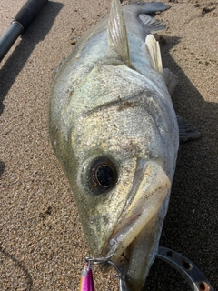 スズキの釣果