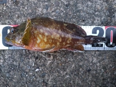 ガシラの釣果
