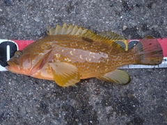 アコウの釣果