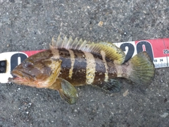 アオハタの釣果
